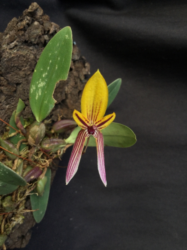 Bulbophyllum bolsteri