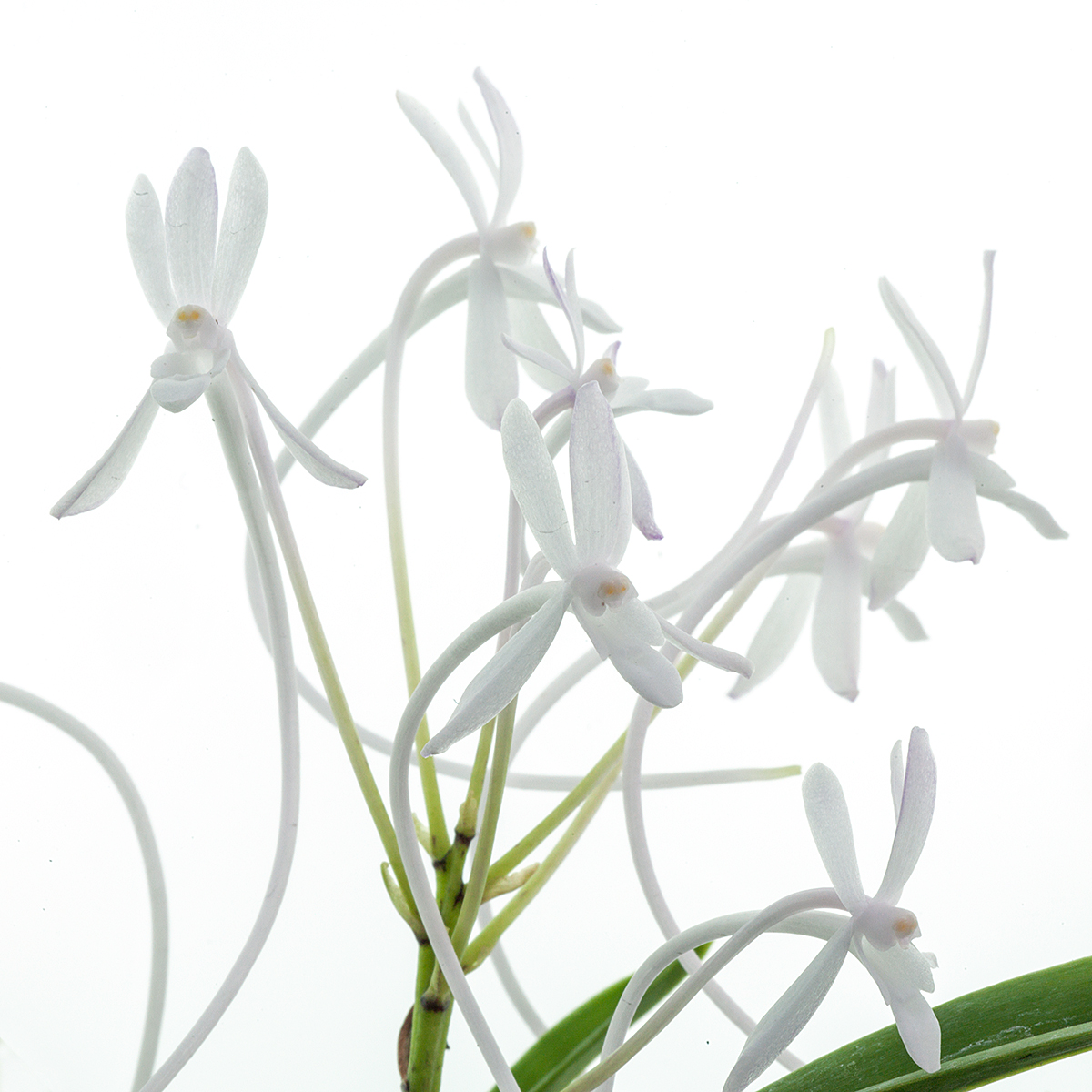 Neofinetia falcata 