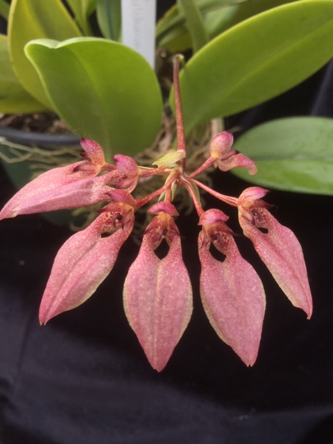 Bulbophyllum pulchrum