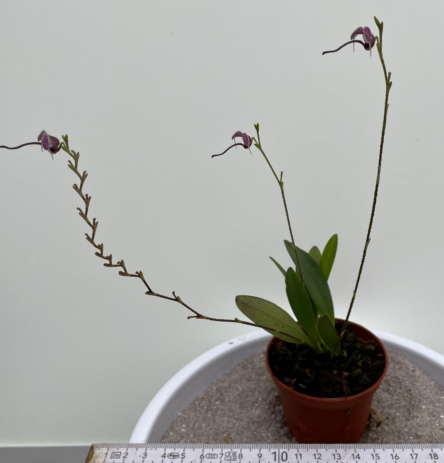 Scaphosepalum lima