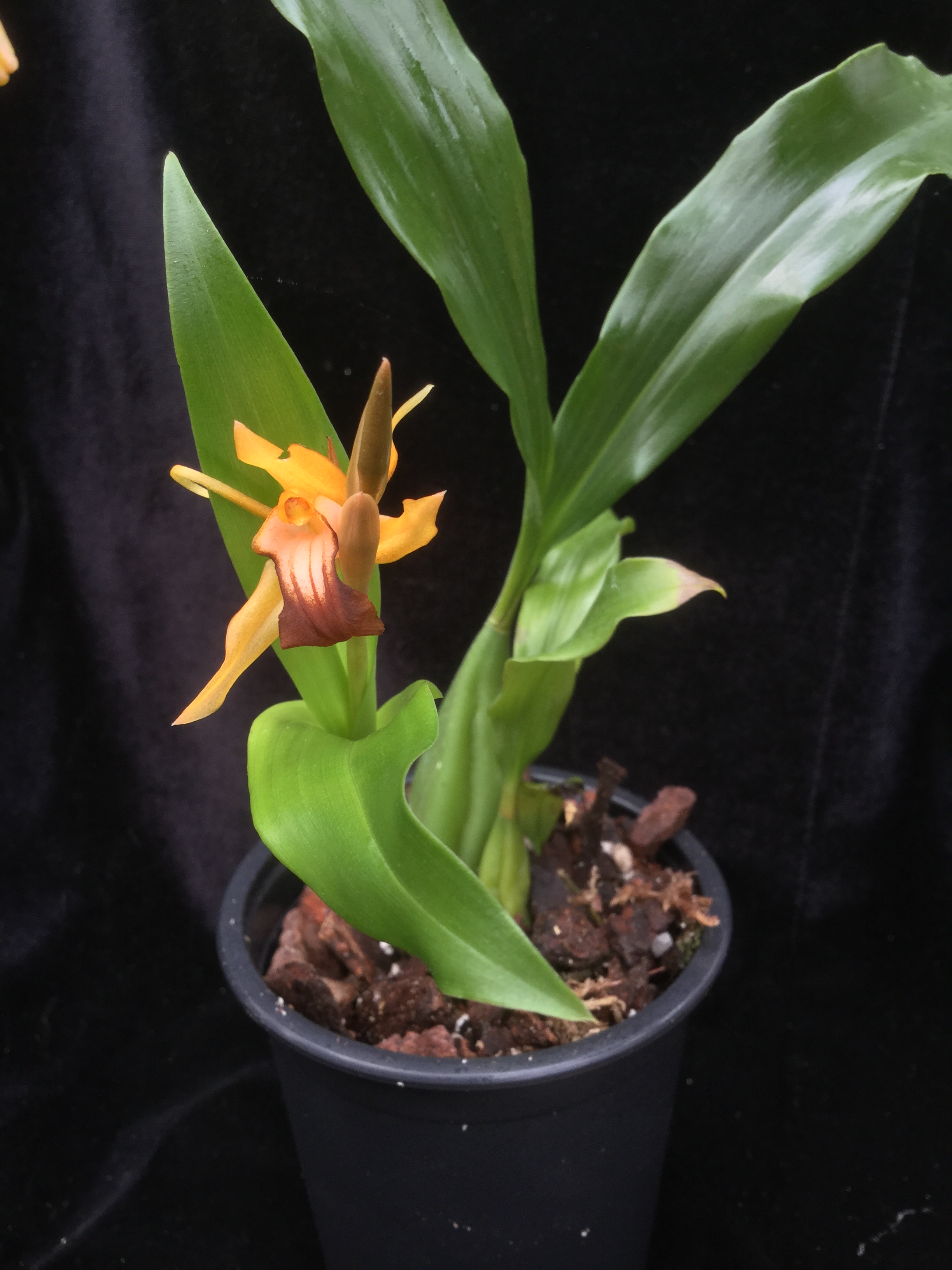 Coelogyne ecarinata x speciosa (mounted)