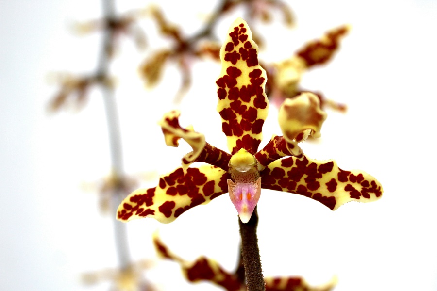 Dimorphorchis lowii