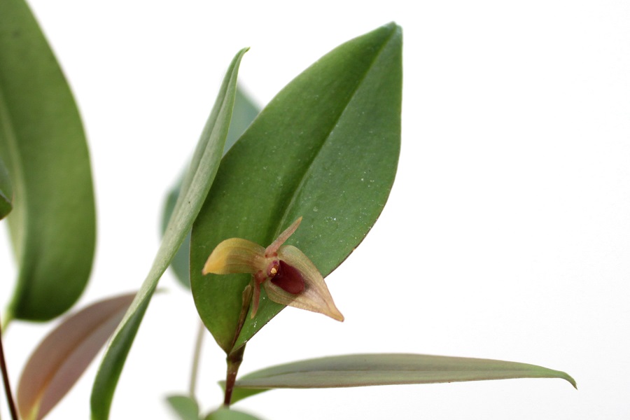 Pleurothallis undulata