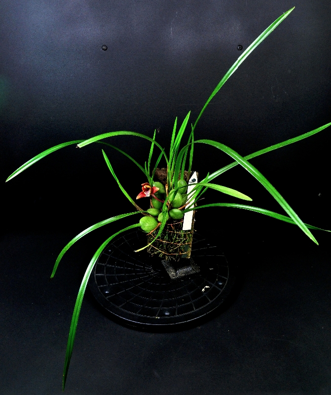 Maxillaria houtteana
