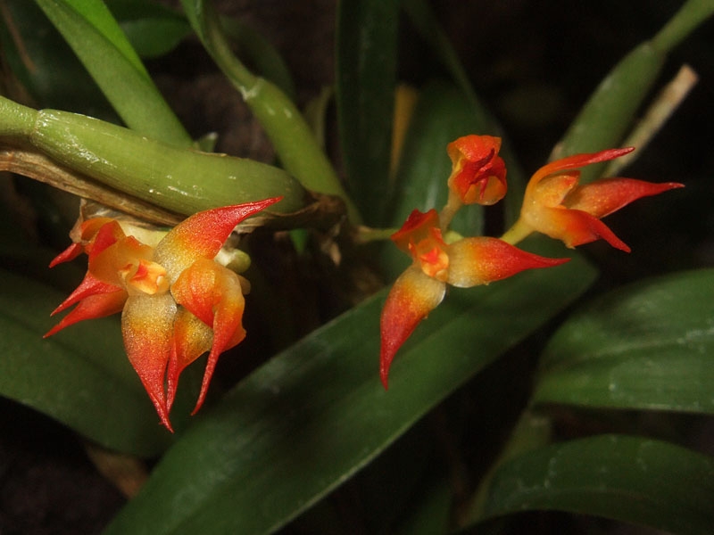 Bulbophyllum aff.smithianum ( sessile ) (aufgebunden)