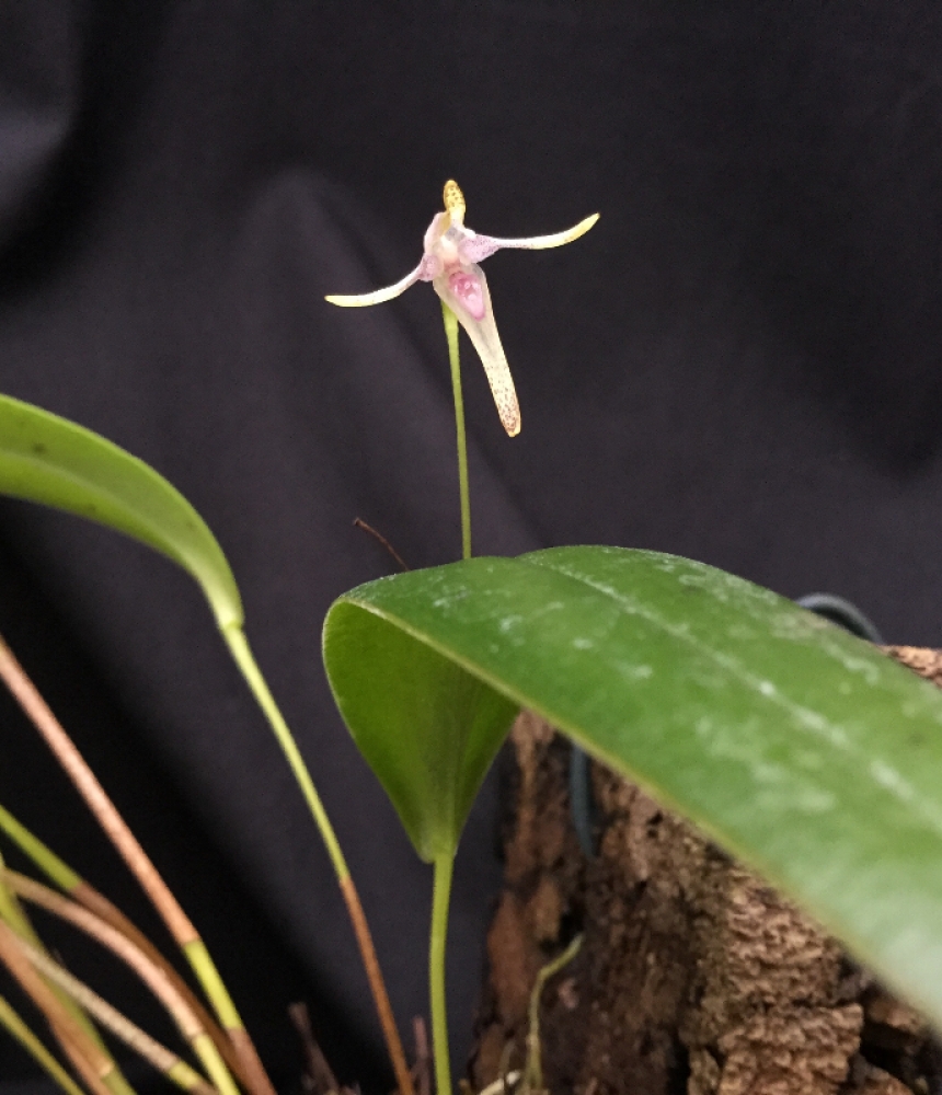 Pleurothallis anceps