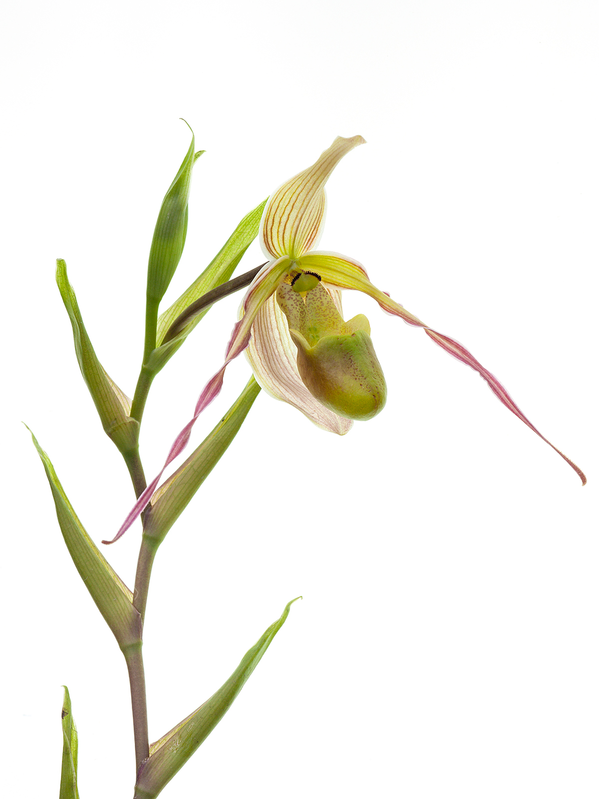 Phragmipedium longifolium