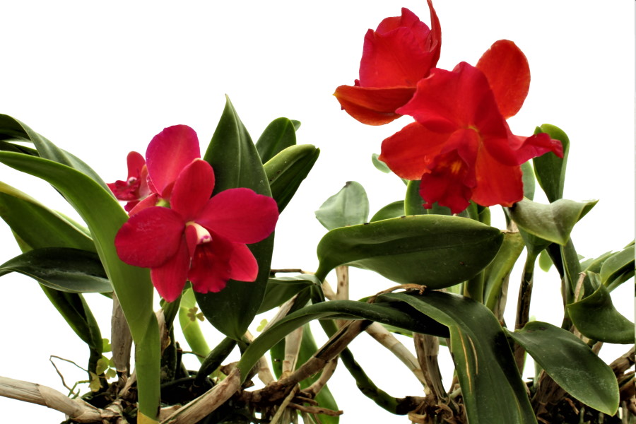 Cattleya (Slc.) Sonnenberg (aufgebunden)