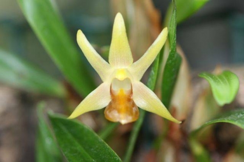 Dendrobium nakaharae (Epigeneium nakaharae)