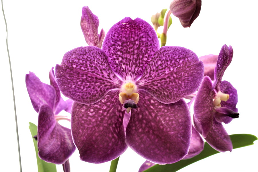 Vanda DIVANA® Sea Shell