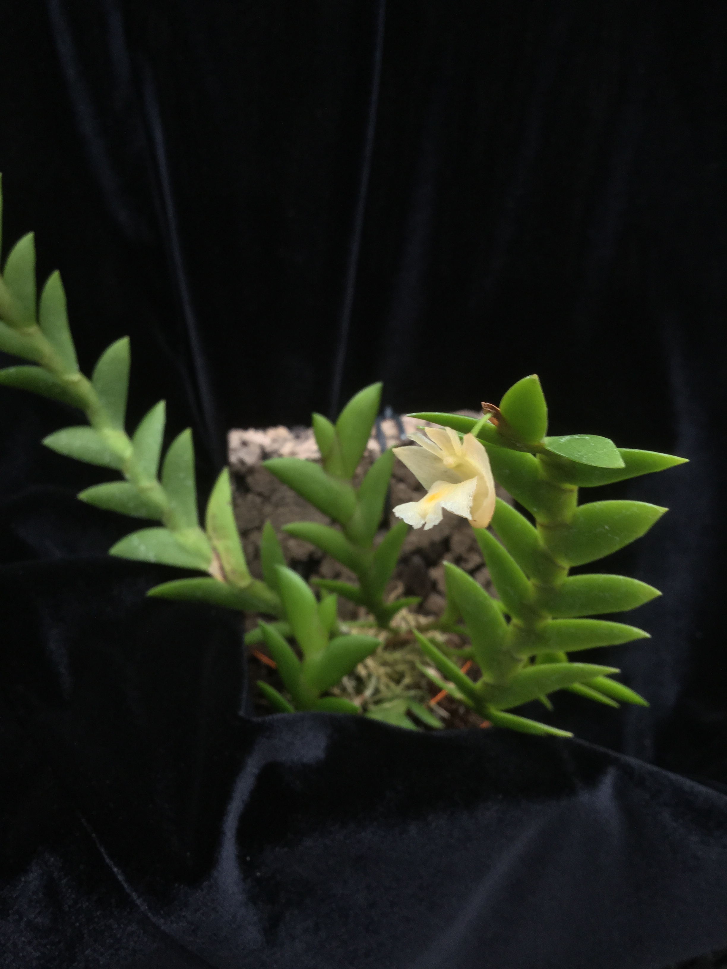 Dendrobium mannii