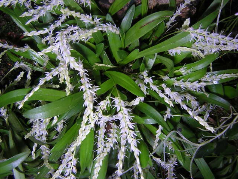 Coelogyne parvula