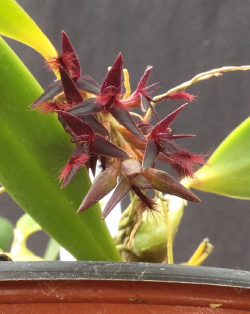 Bulbophyllum saltatorium (mounted)