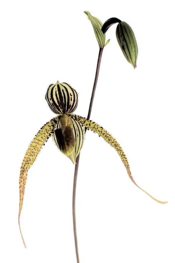 Paphiopedilum Kemp Tower x St.Swithin 