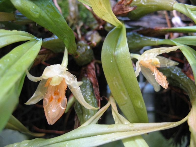 Panisea uniflora