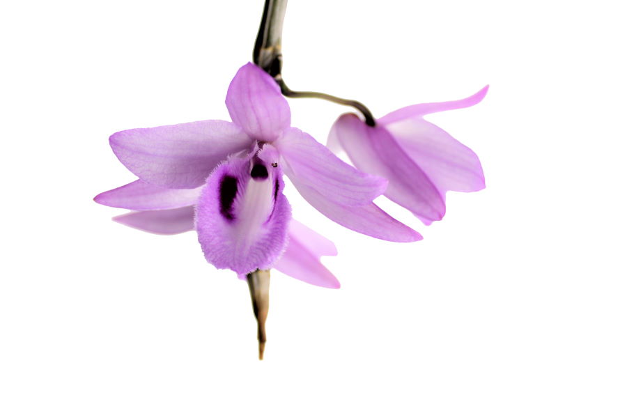 Dendrobium anosmum