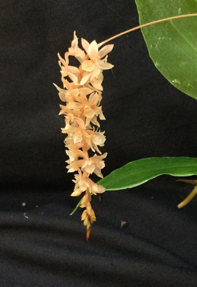 Dendrochilum graciliscapum