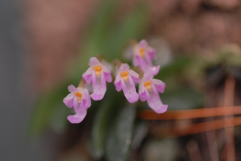 Schoenorchis scolopendria