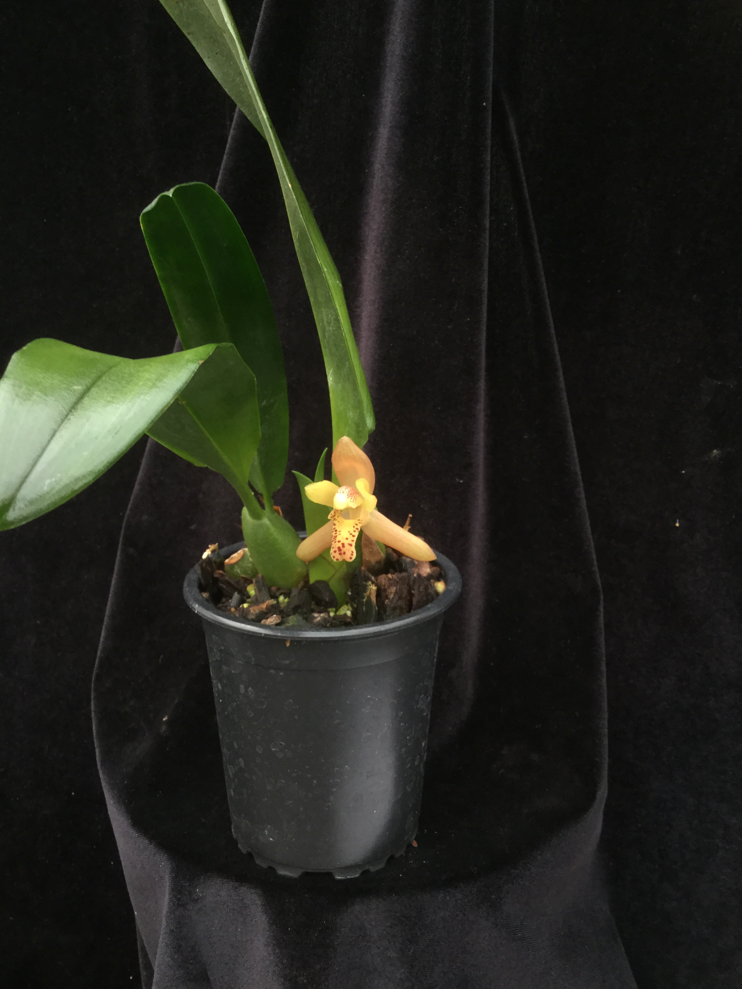 Maxillaria rufescens  duftend