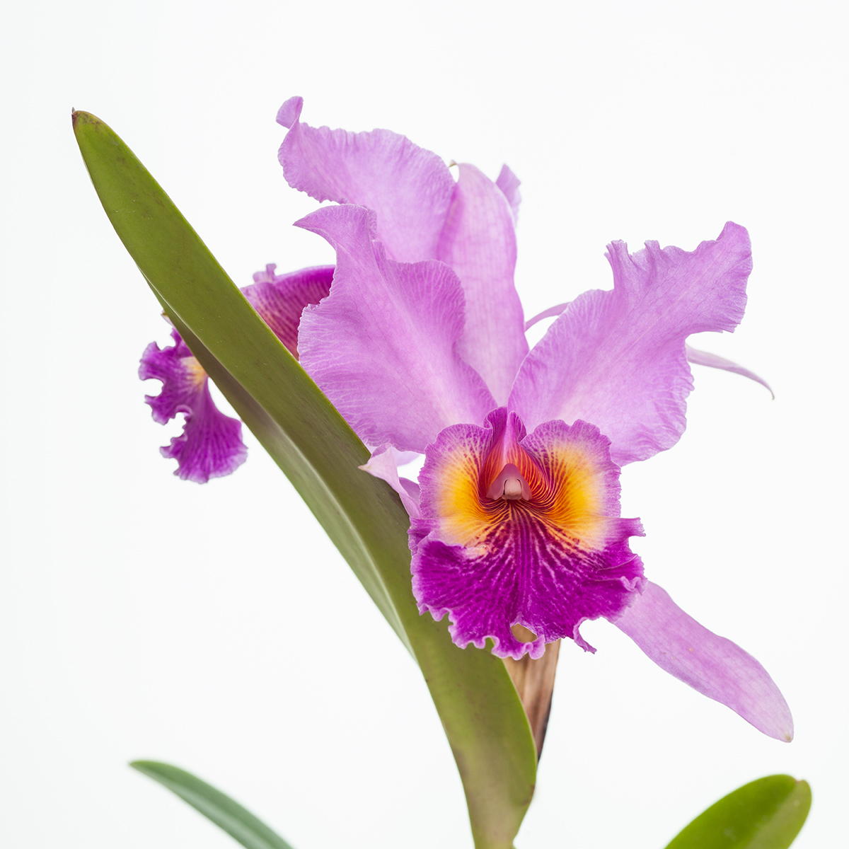 Cattleya Mrs. G. E. Baldwin