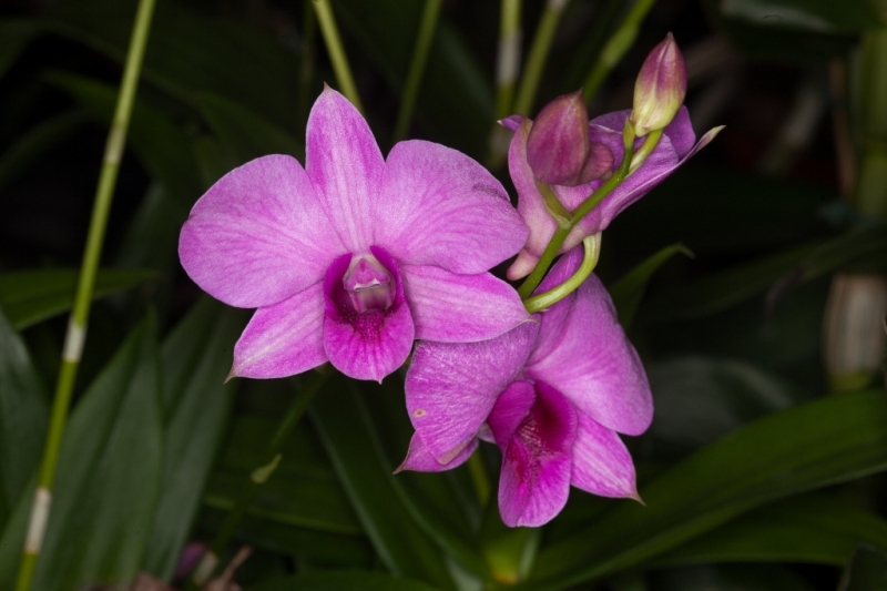 Dendrobium phalaenopsis (aufgebunden)