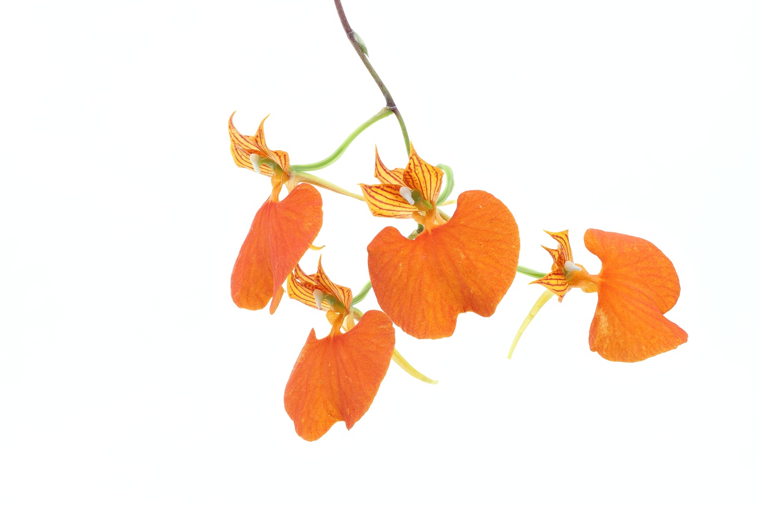 Comparettia speciosa