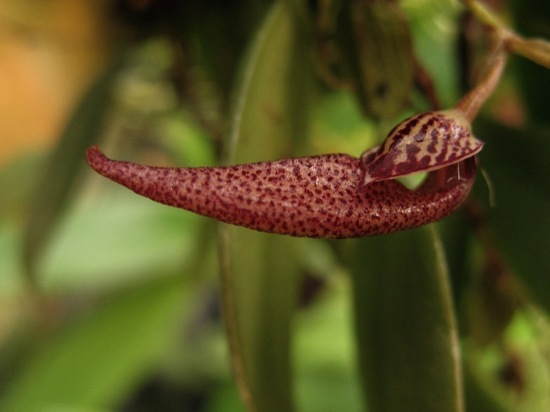 Bulbophyllum mirum(aufgebunden)