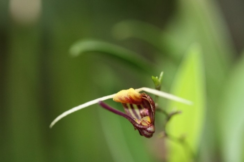 Scaphosepalum martineae