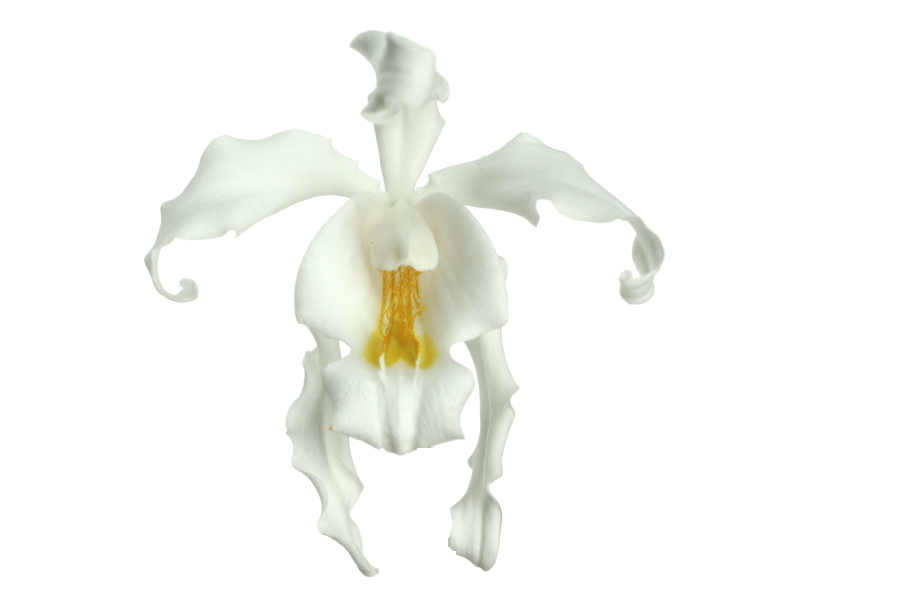 Coelogyne cristata