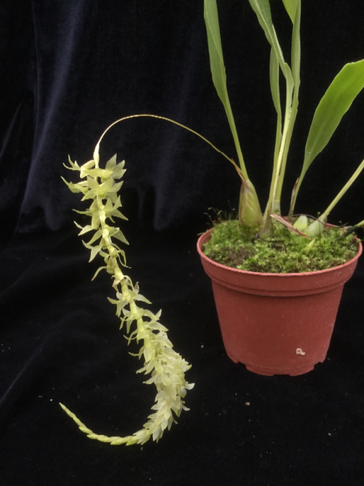 Dendrochilum diabloveride (mounted)