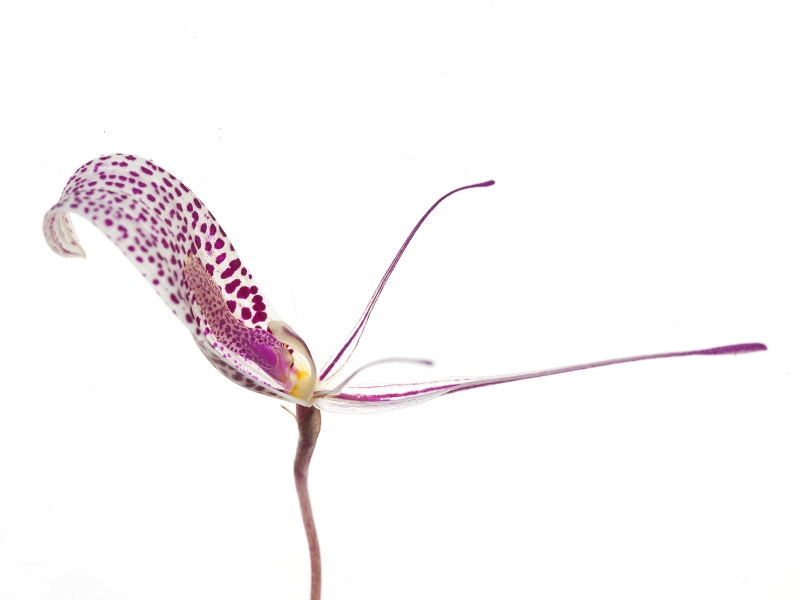 Restrepia tsubotae