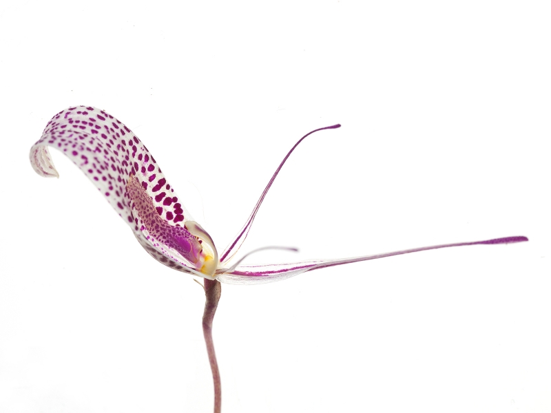 Restrepia tzubotae