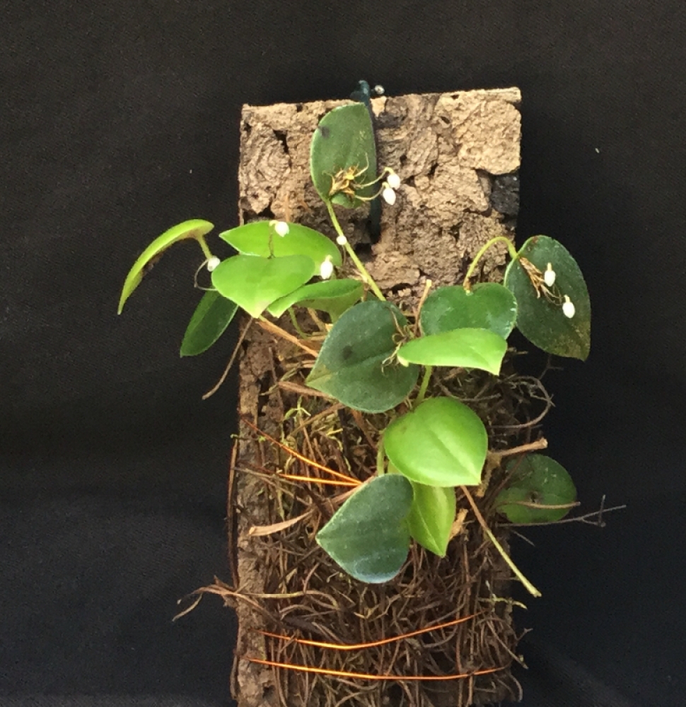 Pleurothallis niveoglobula 