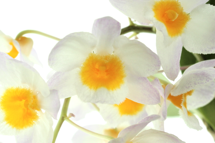 Dendrobium griffithianum x farmeri