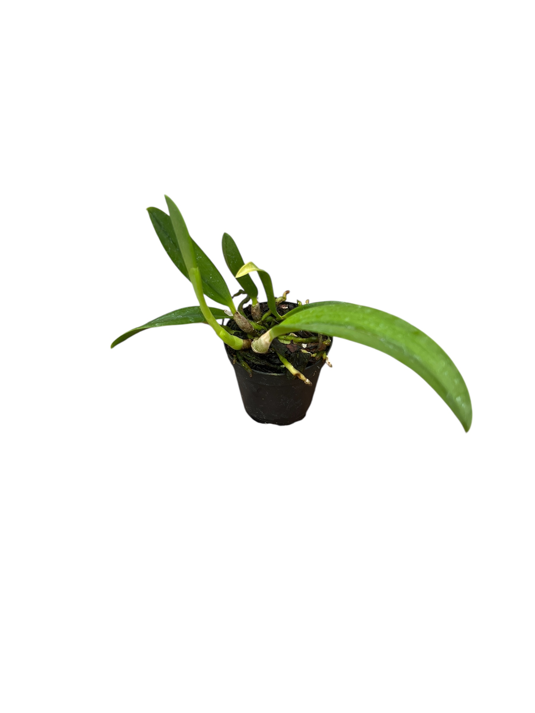 Laelia pumila
