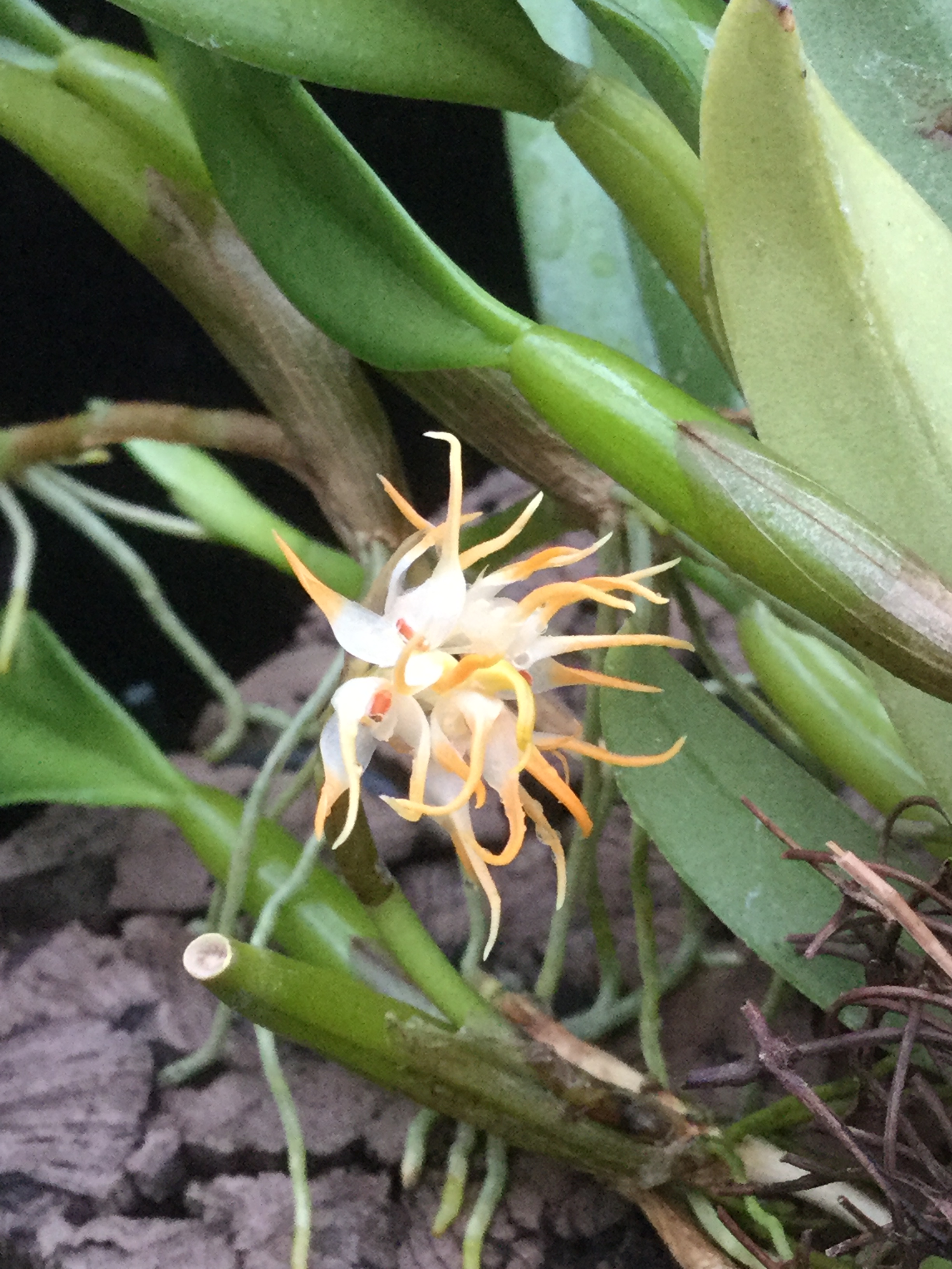 Bulbophyllum odoratissimum (aufgebunden)