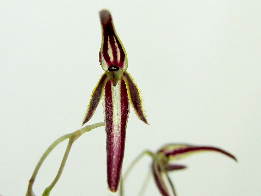 Pleurothallis stricta