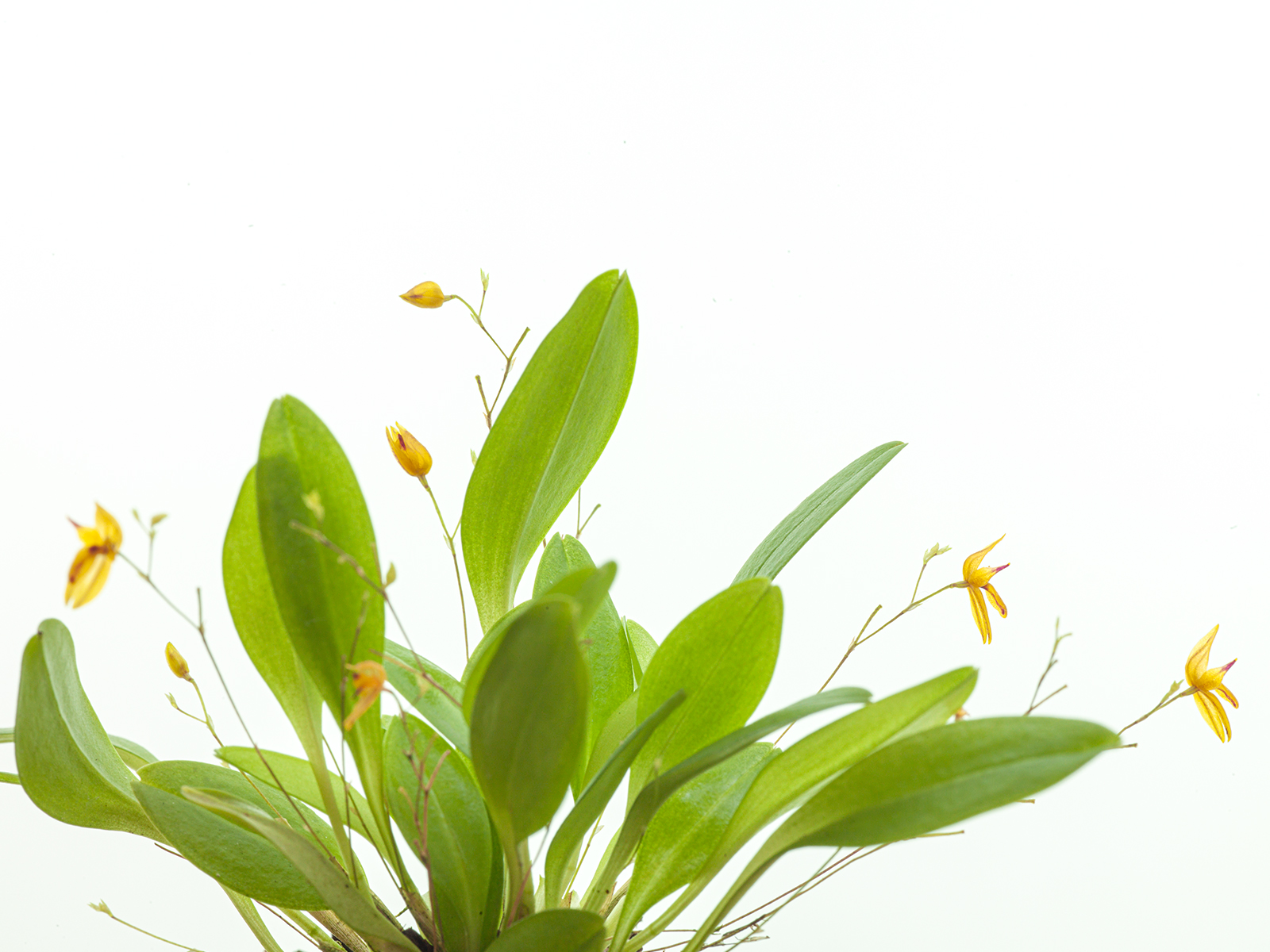 Pleurothallis rubella 