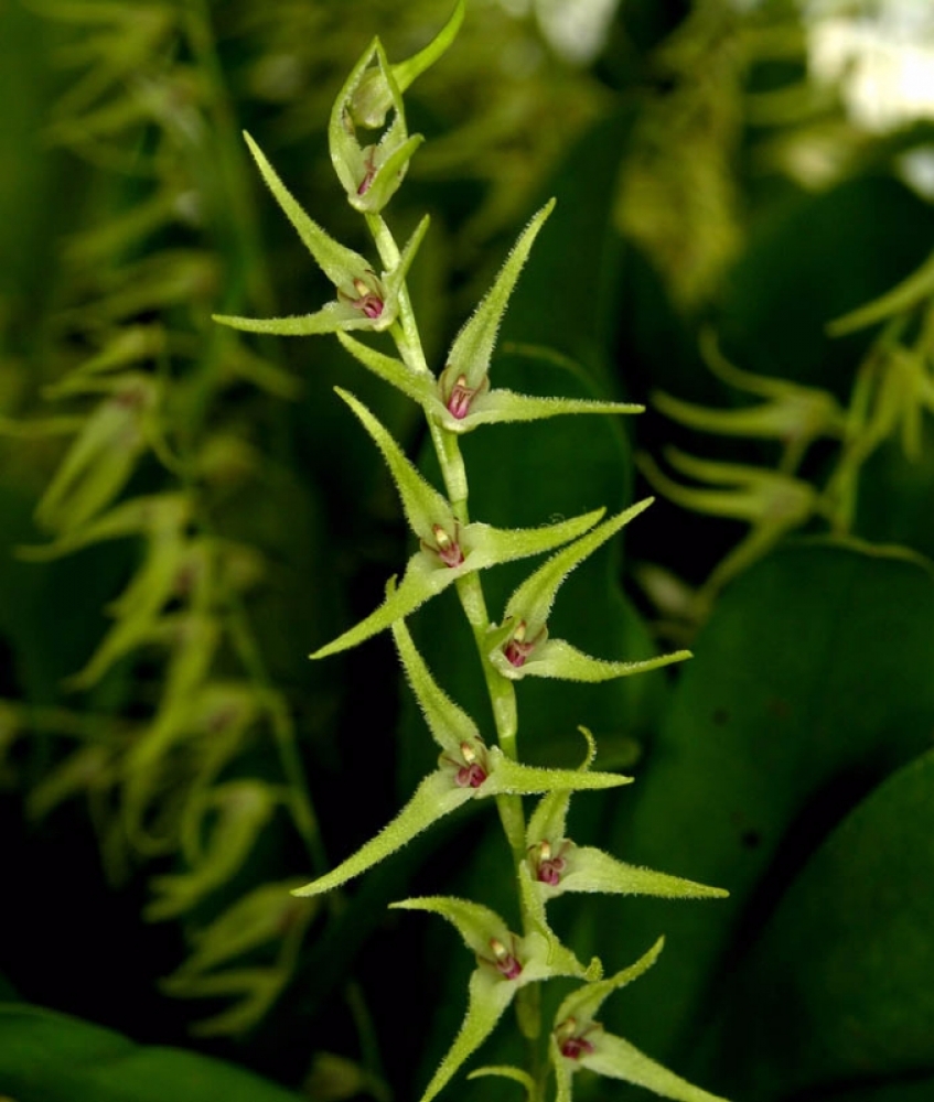 Pleurothallis dolichopus