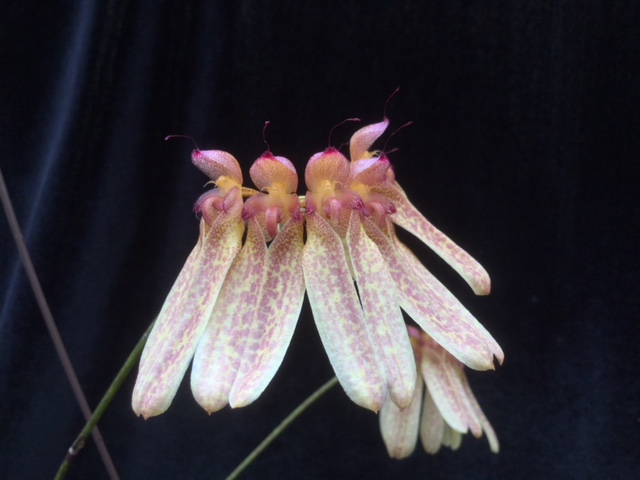 Bulbophyllum longiflorum