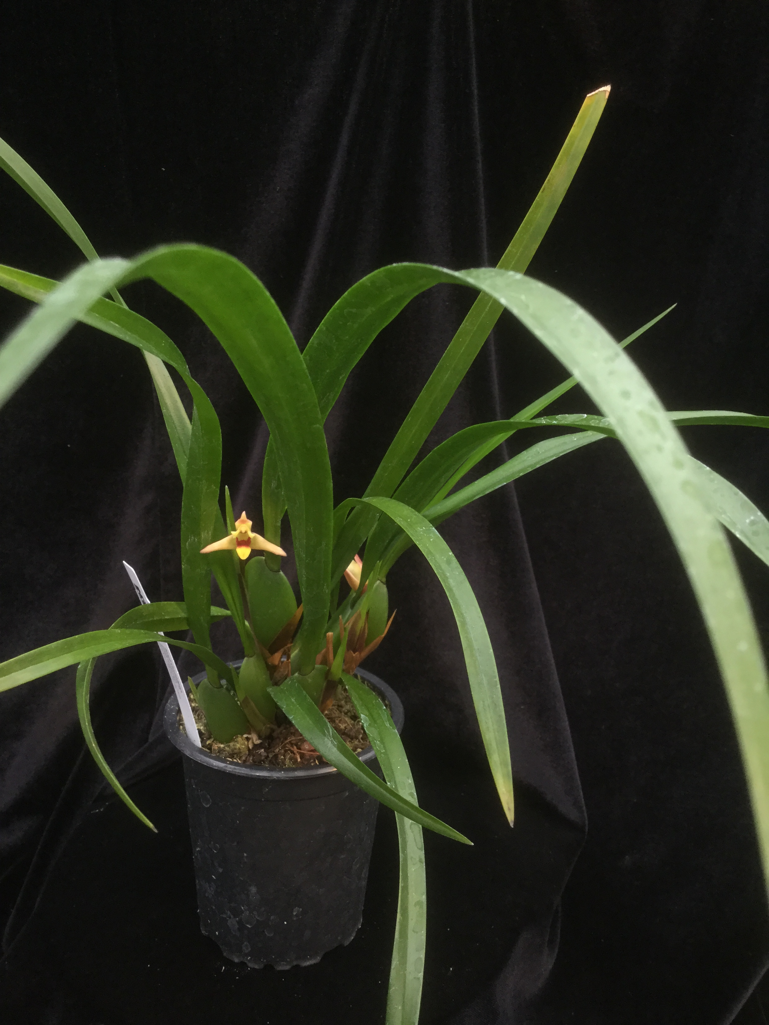 Maxillaria oreocharis