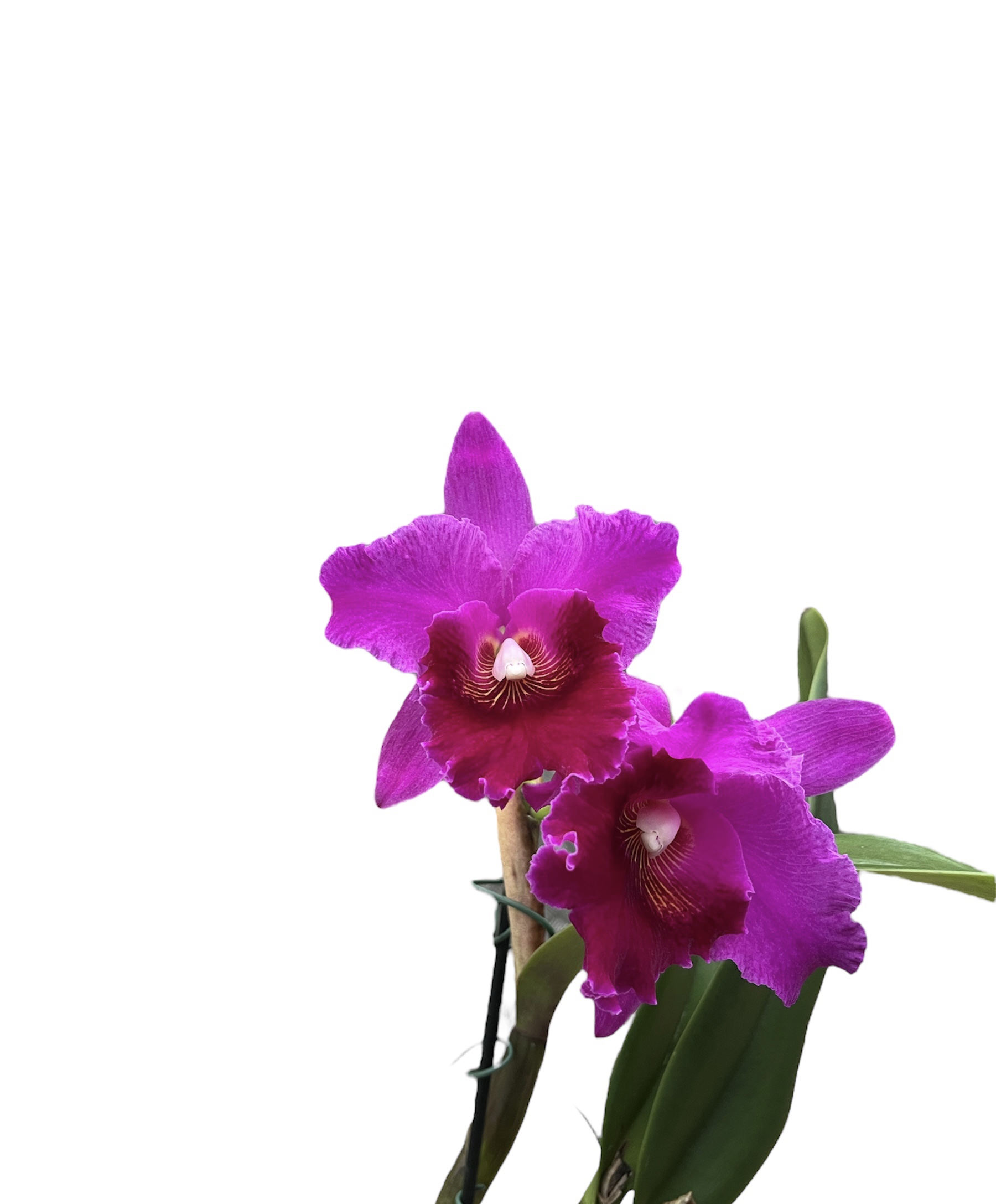 Cattleya Memoria Crispin Rosales 'L.K.', AM/ OSROC