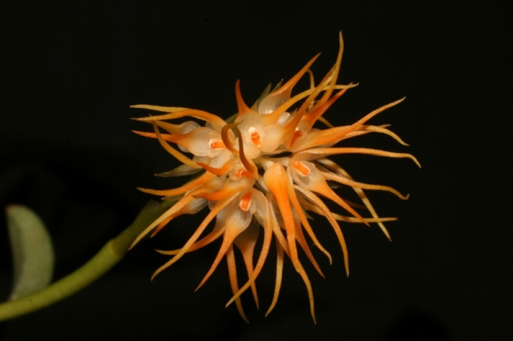 Bulbophyllum odoratissimum