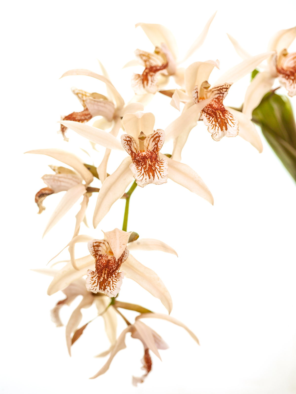 Coelogyne asperata