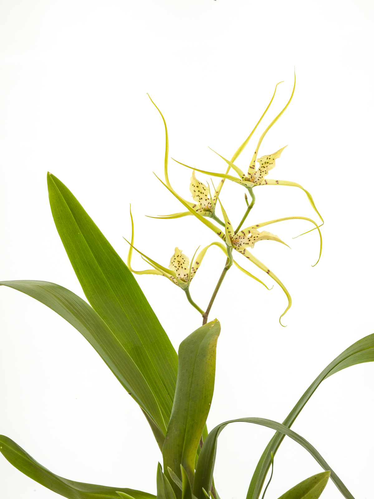 Brassia Le Magnifique `L´Amazone´ SM/DOG