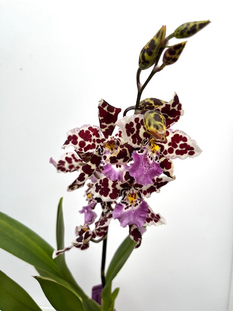 Odontonia Splash Delight