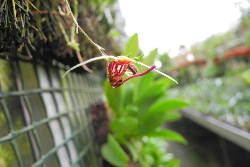 Scaphosepalum martineae