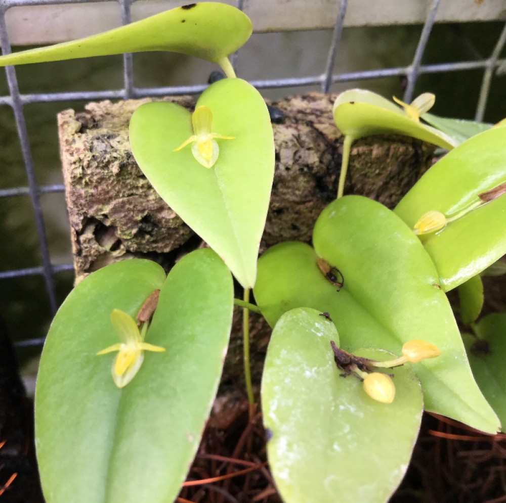 Pleurothallis cordifolia