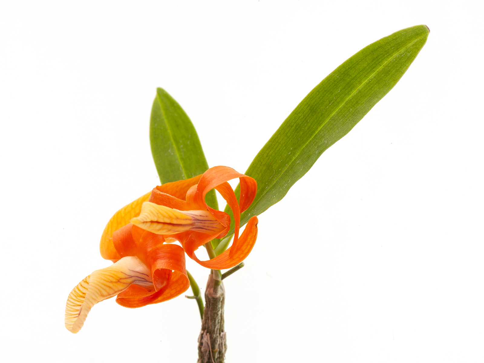 Dendrobium unicum 