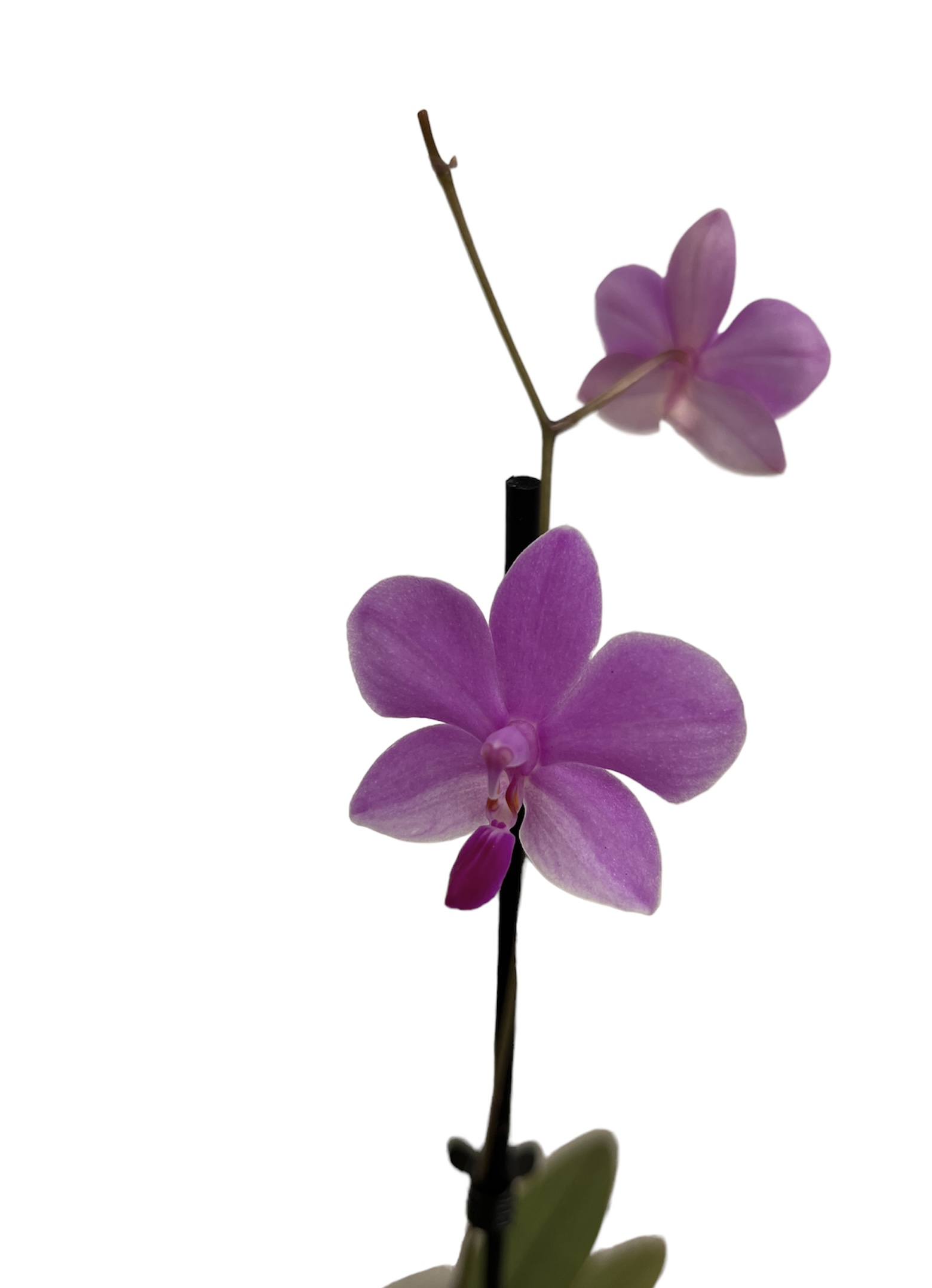 Phalaenopsis pulcherrima coerulea x lowii